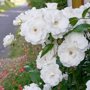 Norra Roses Norgarivier Nursery